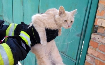На Днепропетровщине кот покусал пожарника