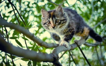 Как в фильмах: спасатели сняли котика с дерева