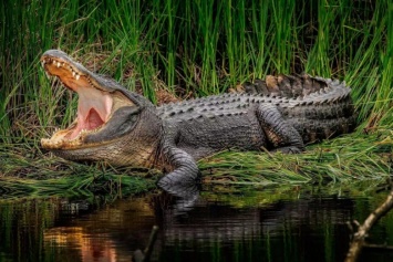 Крокодил убил священника, проводившего массовый обряд крещения