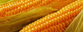 В Павлограде начали продавать молодую кукурузу