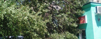 В Черноморске упало 10-ти метровое дерево