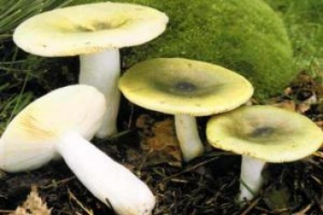 «Поели грибов из 41-го микрорайона»: В Лисичанске две семьи госпитализированы с тяжелым отравлением