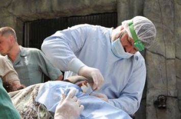 В киевский зоопарк приехал врач, чтобы запломбировать зубы гималайским медведям (фото)