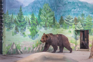 Одесские медведи получили новое жилье - просторное и благоустроенное