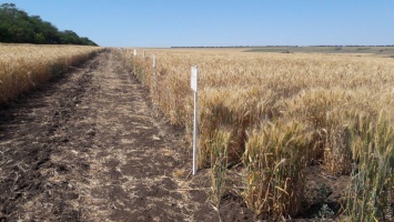 Одесские аграрии ожидают меньшего урожая зерновых из-за засухи