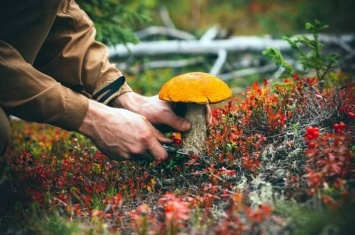 В Госпродпотребслужбе прокомментировали массовое отравление грибами на ЛуганщинеЭКСКЛЮЗИВ