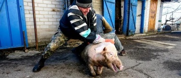 В Запорожской области зарегистрировали вспышку африканской чумы свиней