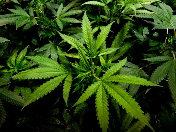 Британия может узаконить применение медицинской марихуаны