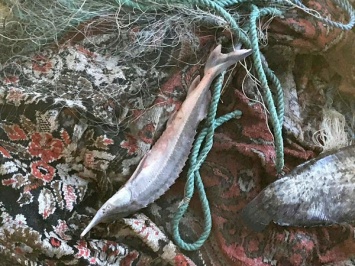 Рыбак на Дунае выловил 400 граммов краснокнижной стерляди на 48 тысяч