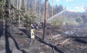 В Киеве произошел пожар в лесничестве (ФОТО)