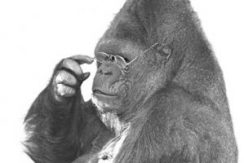 В США в возрасте 46 лет умерла самая умная горилла