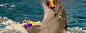 СМИ: в одесском дельфинарии дельфиниха утопила своего малыша, - ФОТО