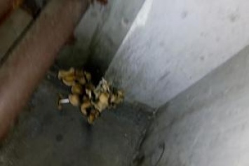 В вагоне украинского поезда "выросли" грибы: журналист показал шокирующие снимки