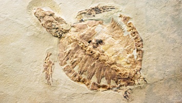 Китайский фермер нашел окаменелости черепахи Юрского периода