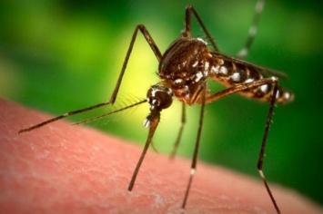 Численность малярийных комаров на Днепропетровщине увеличивается
