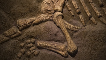 В кемеровской "деревне динозавров" обнаружили фрагмент гигантской кости