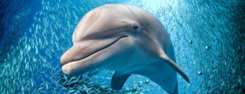 Одесский дельфинарий собираются пикетировать
