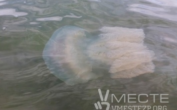 В Азовском море - нашествие медуз