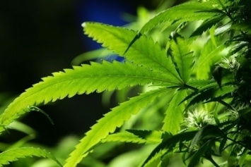 В США утвердили продажу первого медпрепарата на основе марихуаны