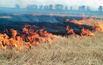 Вчера на Херсонщине выгорело почти 9 га пшеничных полей