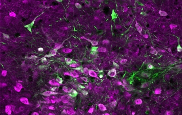 Серотонин способствует увеличению нейропластичности