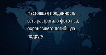 Настоящая преданность: сеть растрогало фото пса, охранявшего погибшую подругу