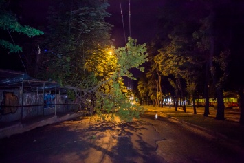 Древопад в Днепре: из-за разбушевавшейся стихии падали деревья