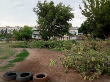 В Николаеве на стадионе ДЮСШ неизвестные пильщики «омолодили» дерево, а обрезанные ветки оставили на беговых дорожках