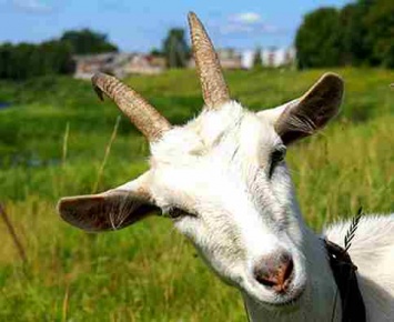 Днепряне собирают деньги на козу: уже собрано почти 3 000 гривен