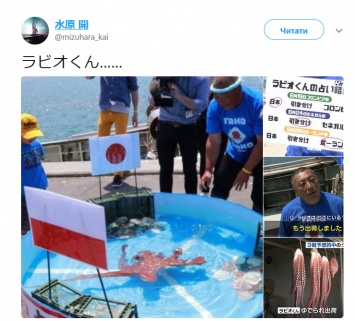 Перед проигранным матчем с бельгийцами, в Японии выпотрошили и съели осьминога-предсказателя