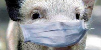 В одном из сел Сумской области выявили африканскую чуму свиней