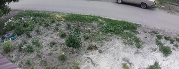 "Помогите найти воровку": в Покровске женщина воровала цветы с клумбы и попала в объектив камеры