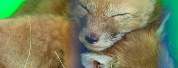 В Харьковском зоопарке у редких лисиц появилось потомство, - ФОТО