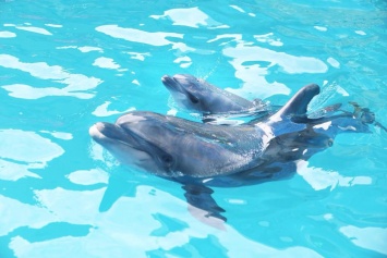 Зоозащитники собираются «бить» дельфиноводов гривной и готовят акцию на Ланжероне