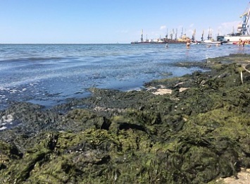 Центральный пляж или центральный лиман? Как убирают водоросли на бердянском побережье