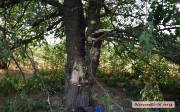 На трассе «Одесса-Николаев» грузовой автомобиль «КамАЗ» с прицепом улетел в кювет и врезался в дерево