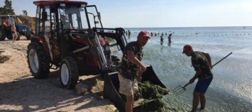 В Бердянске продолжается борьба с выброшенными на берег водорослями