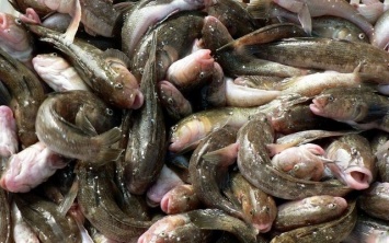 Незаконная рыбалка для жителя Генического района может обернуться уголовным правонарушением