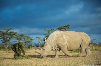 Предложен новый способ спасти популяцию белого северного носорога