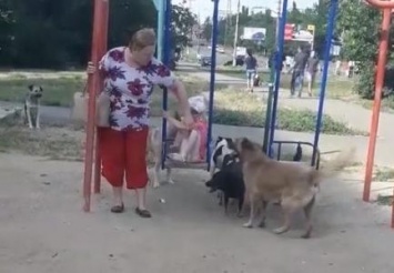 В Николаеве стая бездомных собак выгнала ребенка с детской площадки, - ФОТО, ВИДЕО