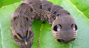 Одесситы нашли название странной гусеницы с жалом и "мордочкой", - ФОТО