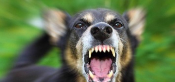 В Николаеве собаку, покусавшую 4-летнего николаевца, отправили под наблюдение