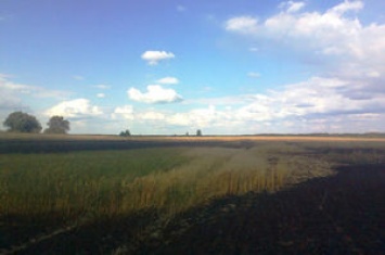 В Житомирской области огонь уничтожил 21 га пшеницы. Фото