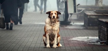 В Днепре подсчитали количество бездомных собак, - ИНФОГРАФИКА