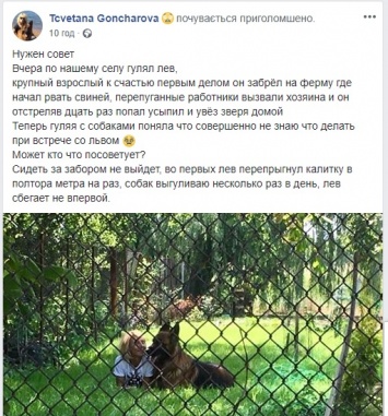 Под Днепром сбежавший лев пугал людей и ел свиней
