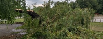 В херсонском парке упало огромное дерево