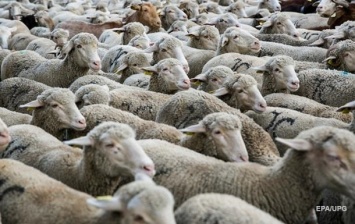 В Азербайджане легковушка сбила насмерть 57 овец