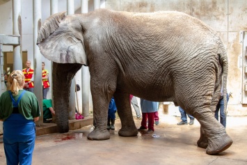 Чтобы прооперировать слона Карла в Таллинском зоопарке, понадобилось 60 человек