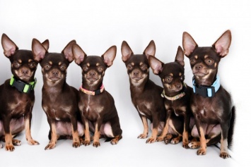 Это уже ксерокопирование: ученые сделали 49 клонов самой маленькой собаки в мире