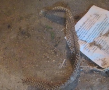 Под Мелитополем змея наводит ужас на сельчан (фото)